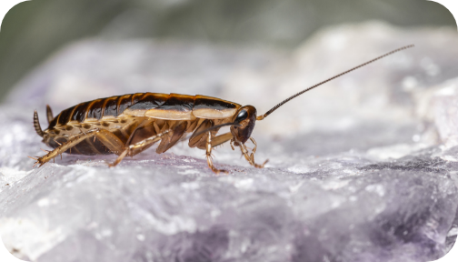 APCO technician performing a home pest inspection
