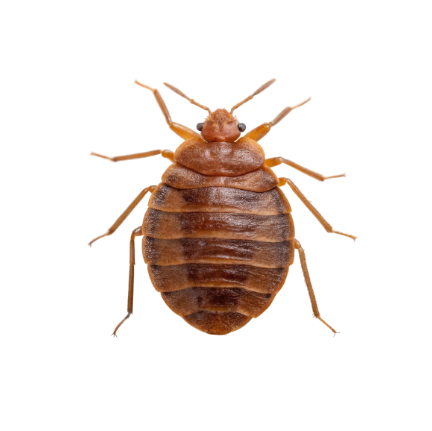 Bed bug