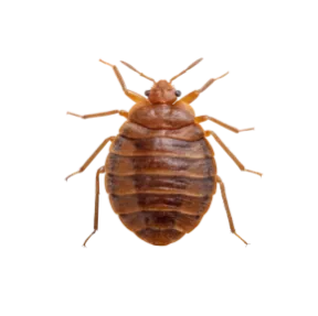 Bed Bugs