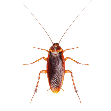 Cockroach