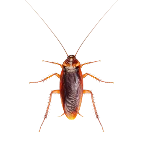 Cockroaches
