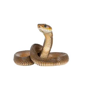 Snakes