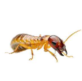Termites
