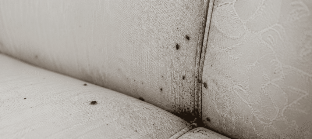 Before termite treatment