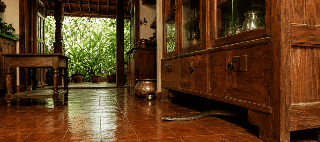 Before termite treatment